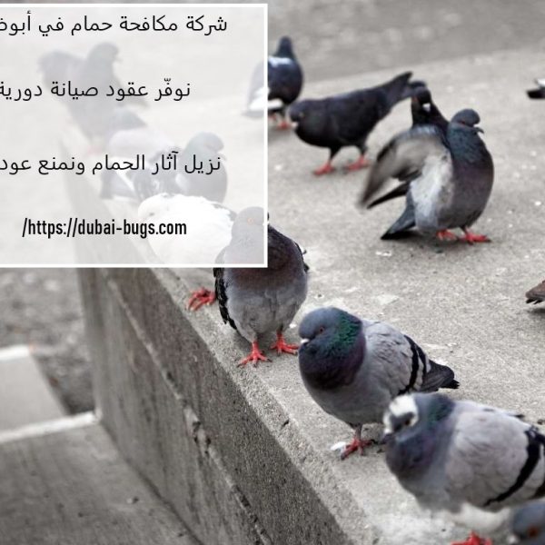 شركة مكافحة الحمام في أبوظبي