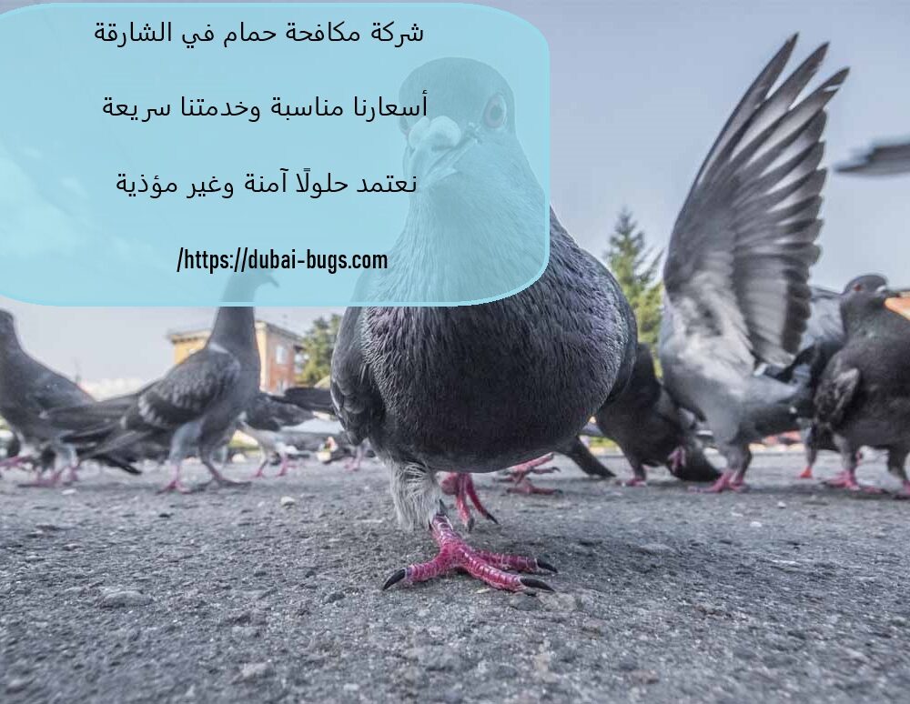 شركة مكافحة حمام في الشارقة