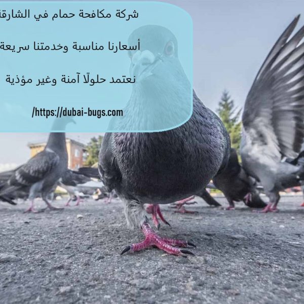 شركة مكافحة حمام في الشارقة