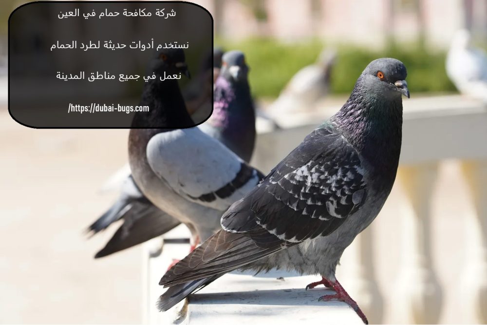 شركة مكافحة حمام في العين