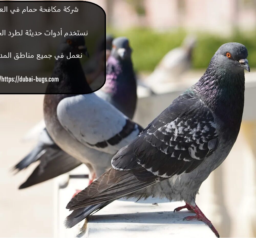 شركة مكافحة حمام في العين