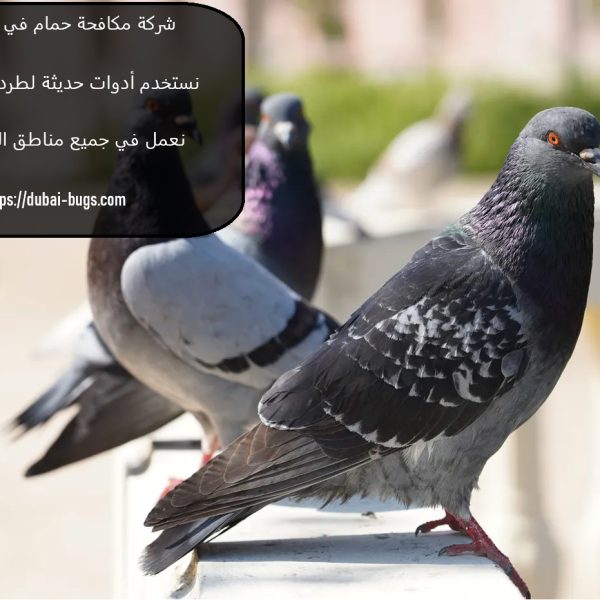 شركة مكافحة حمام في العين