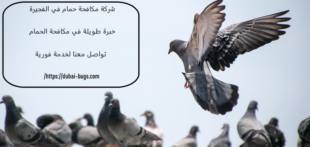 شركة مكافحة حمام في الفجيرة