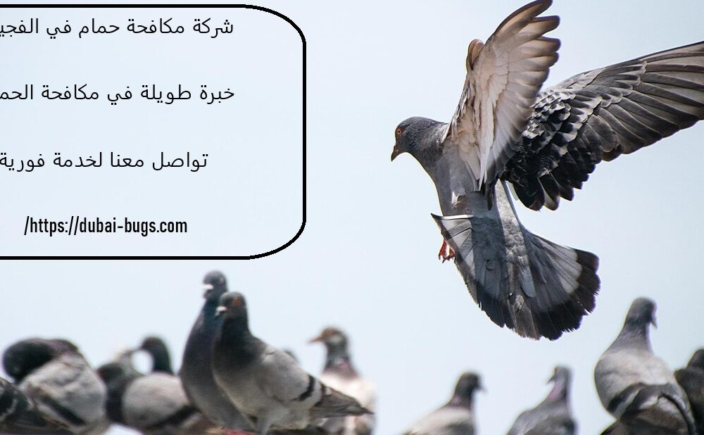 شركة مكافحة حمام في الفجيرة