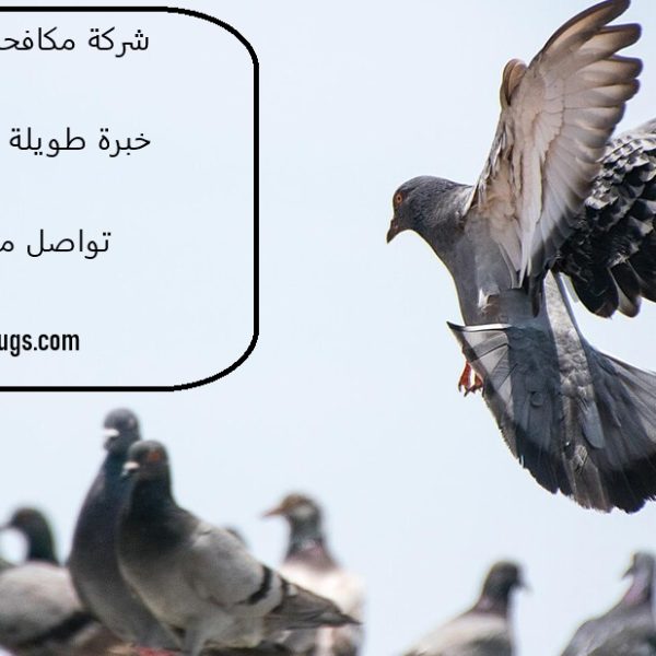 شركة مكافحة حمام في الفجيرة