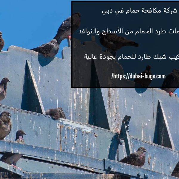 شركة مكافحة حمام في دبي