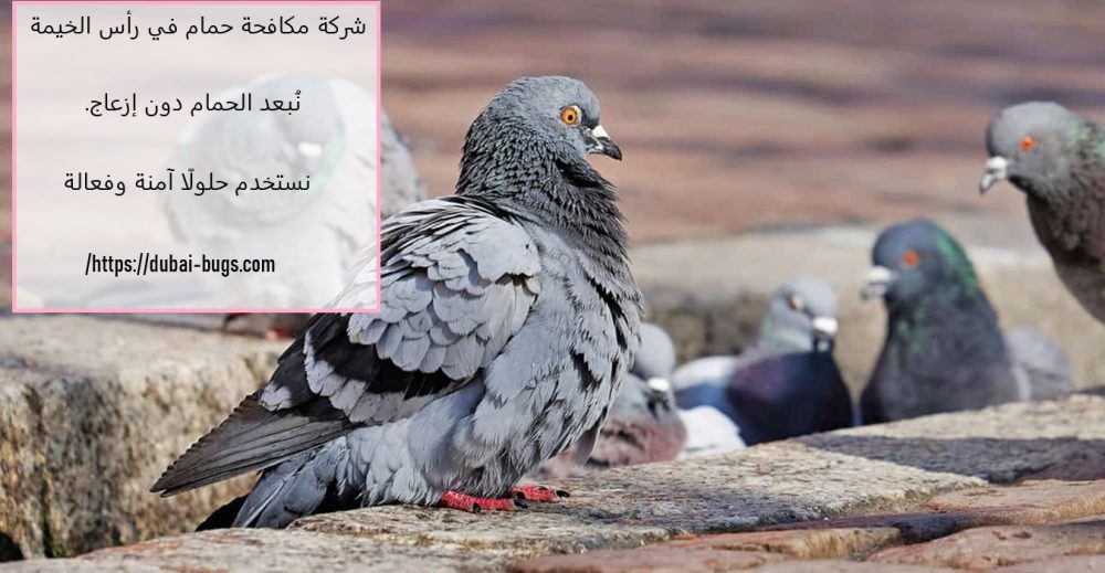 شركة مكافحة حمام في رأس الخيمة