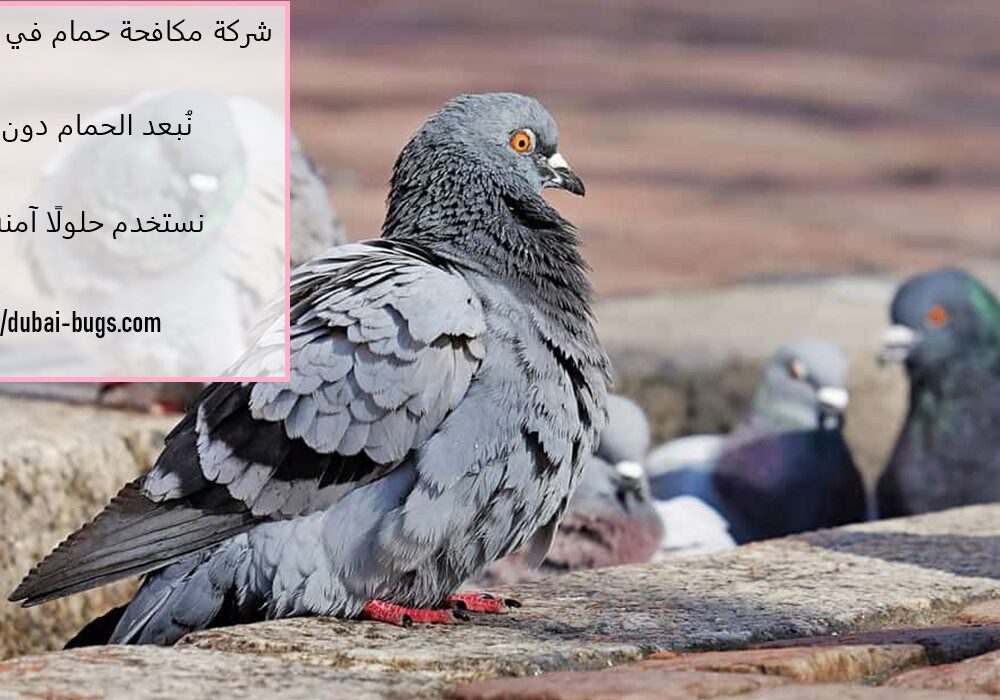 شركة مكافحة حمام في رأس الخيمة