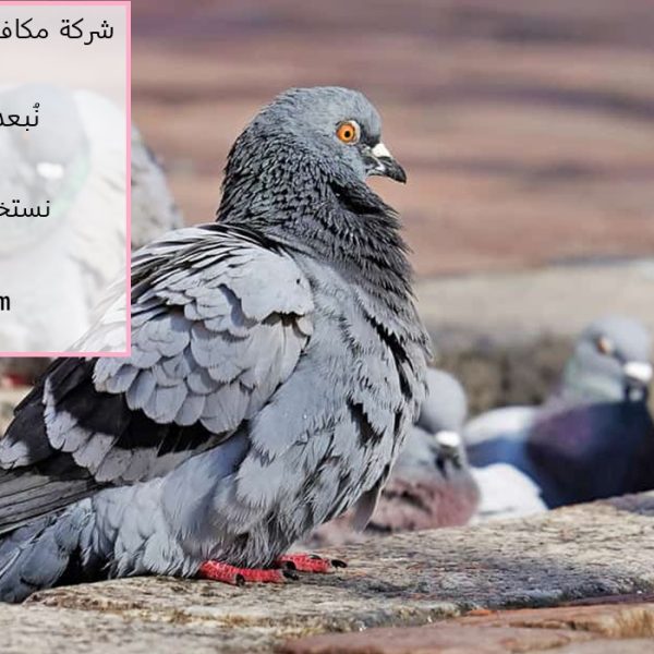 شركة مكافحة حمام في رأس الخيمة