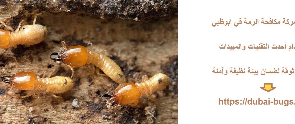 أفضل شركة مكافحة الرمة في ابوظبي
