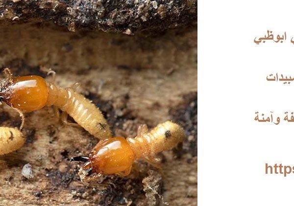 أفضل شركة مكافحة الرمة في ابوظبي