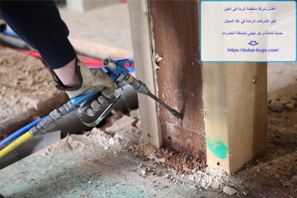 أفضل شركة مكافحة الرمة في العين