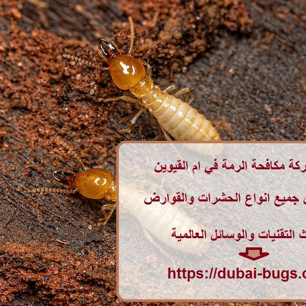أفضل شركة مكافحة الرمة في ام القيوين