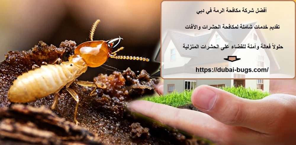 أفضل شركة مكافحة الرمة في دبي