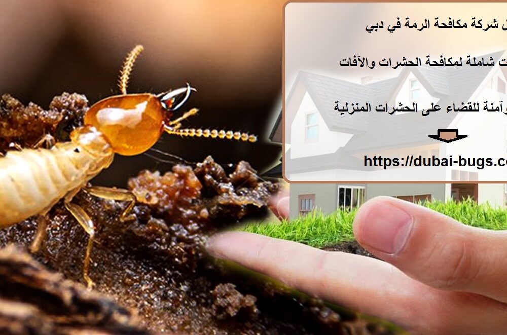 أفضل شركة مكافحة الرمة في دبي