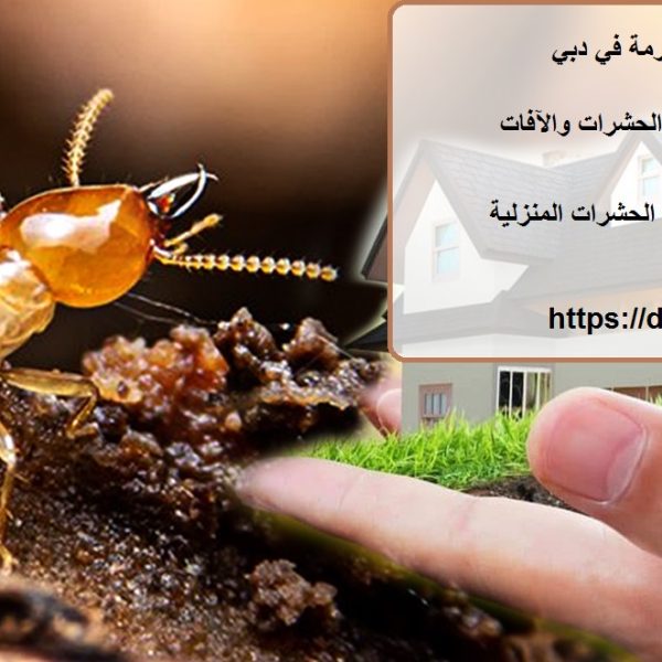 أفضل شركة مكافحة الرمة في دبي