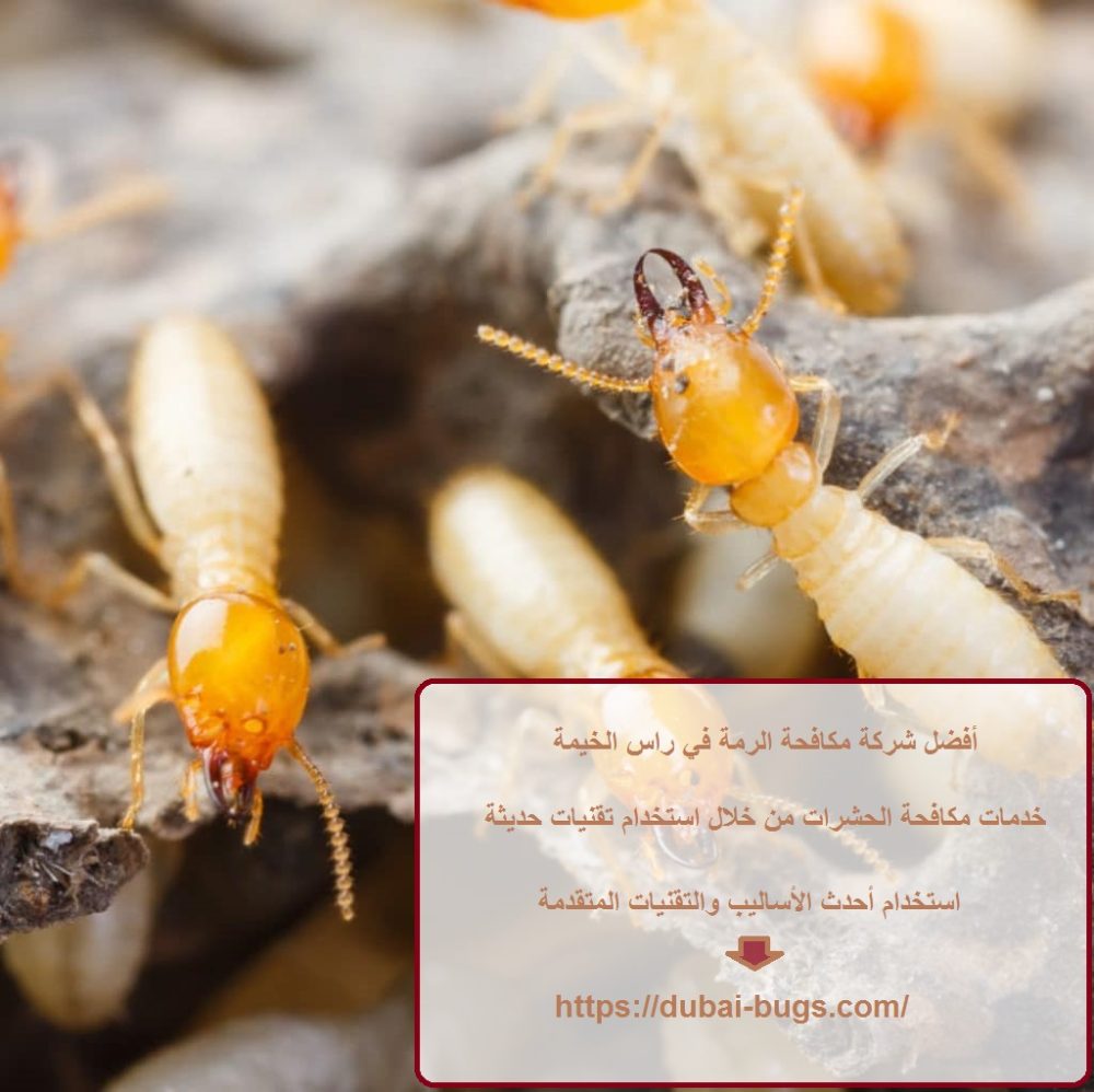 أفضل شركة مكافحة الرمة في راس الخيمة